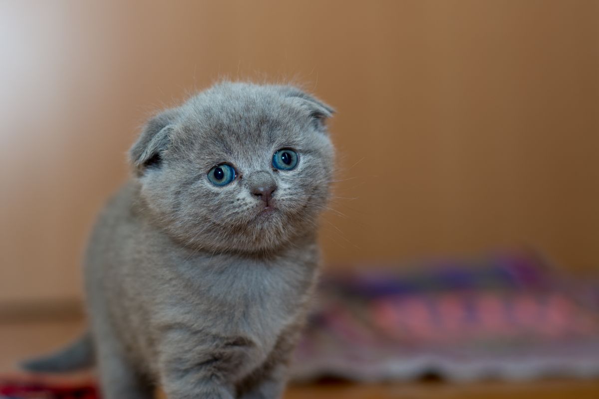 真实动态照片:灰色小猫